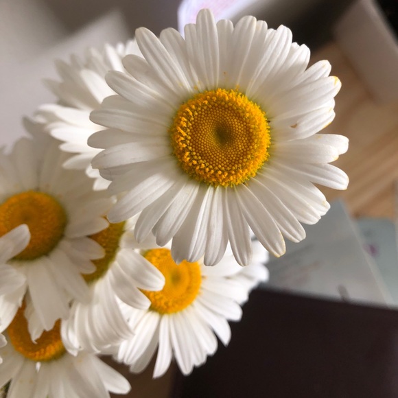 Meet your Posher, Misha - Picture 1 of 1